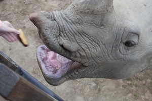 321-0489 Safari Park - Black Rhino